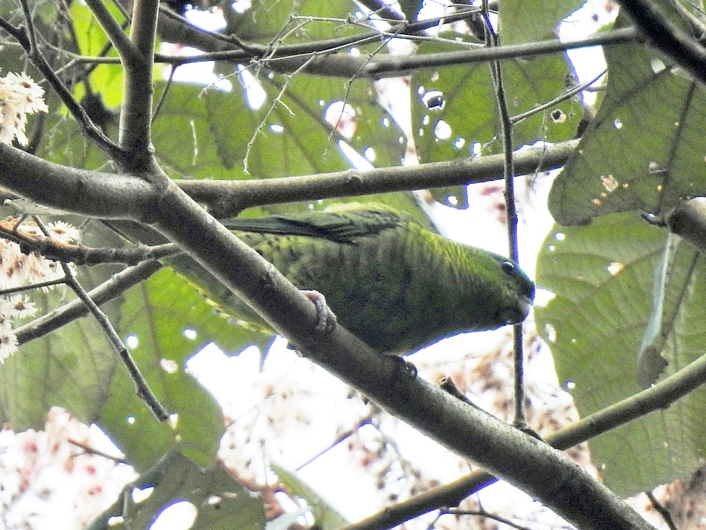 Barred Parakeet by Moises Castañeda edited