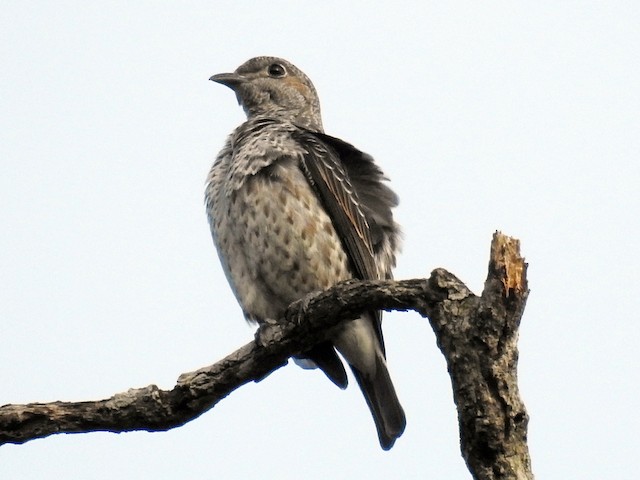 Lovely Cotinga 5may2018 cortesia de Romel Romero (1)