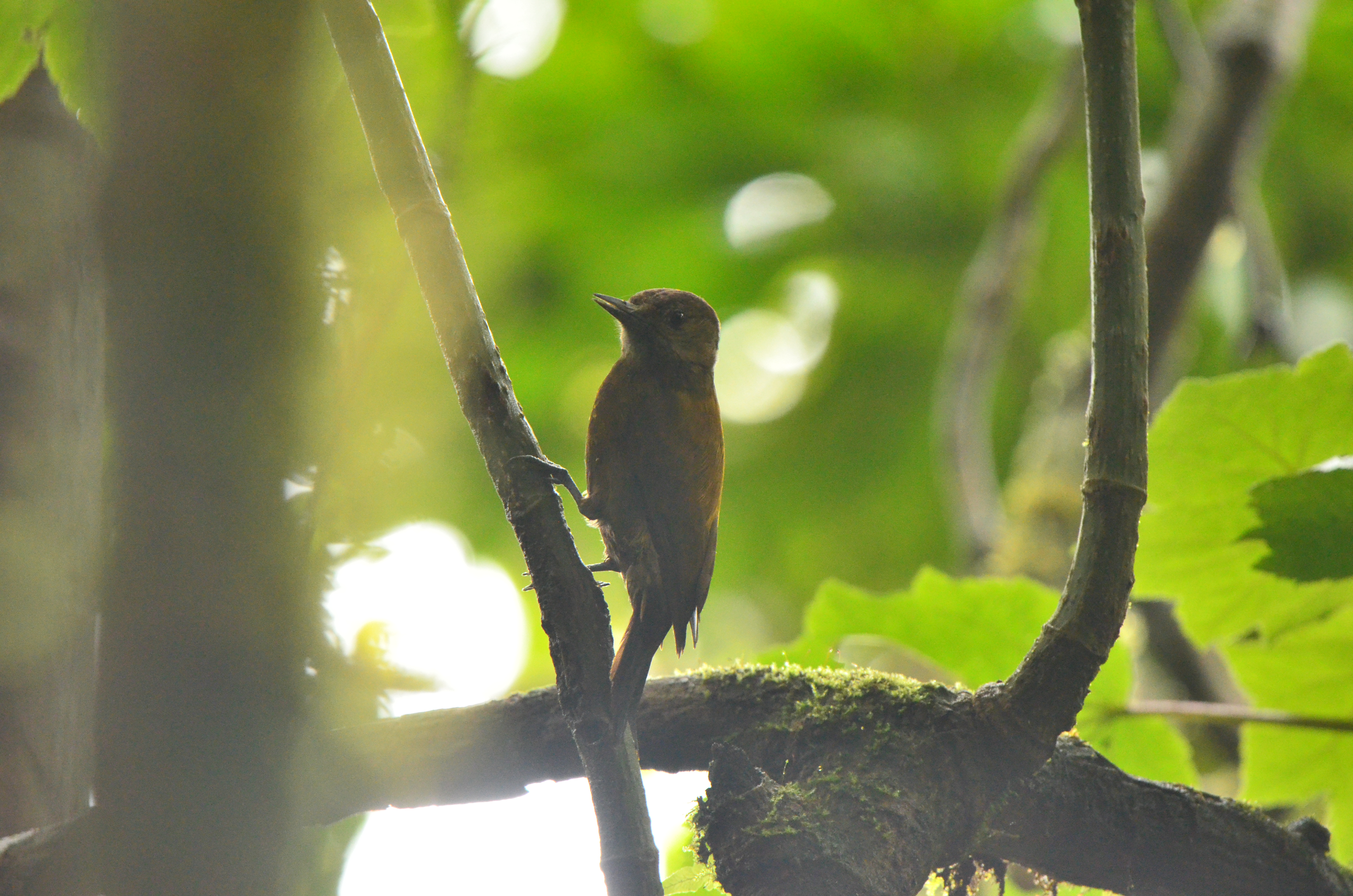 female smoky brown woodpecker1