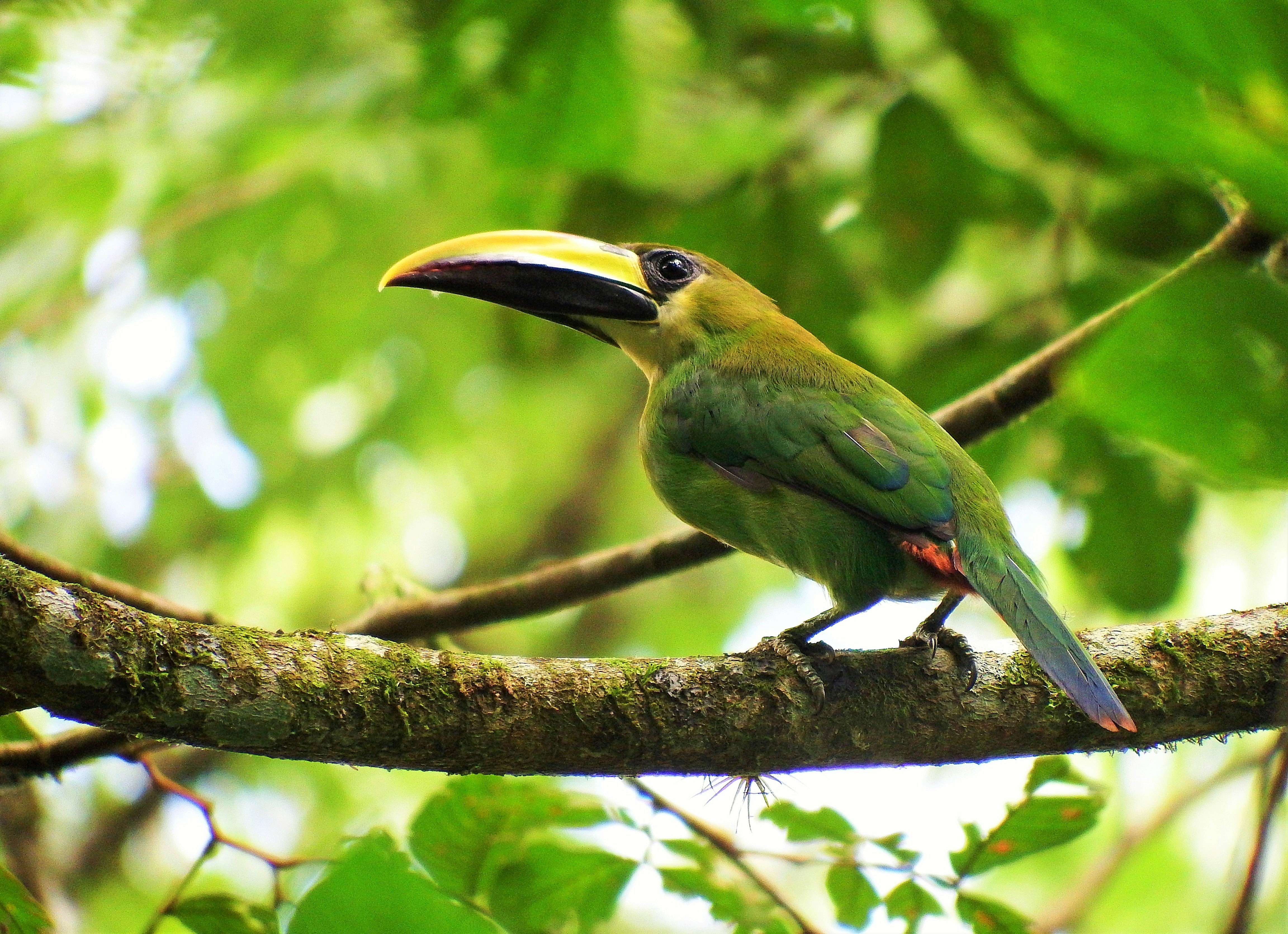 Northern Emerald Toucanet
