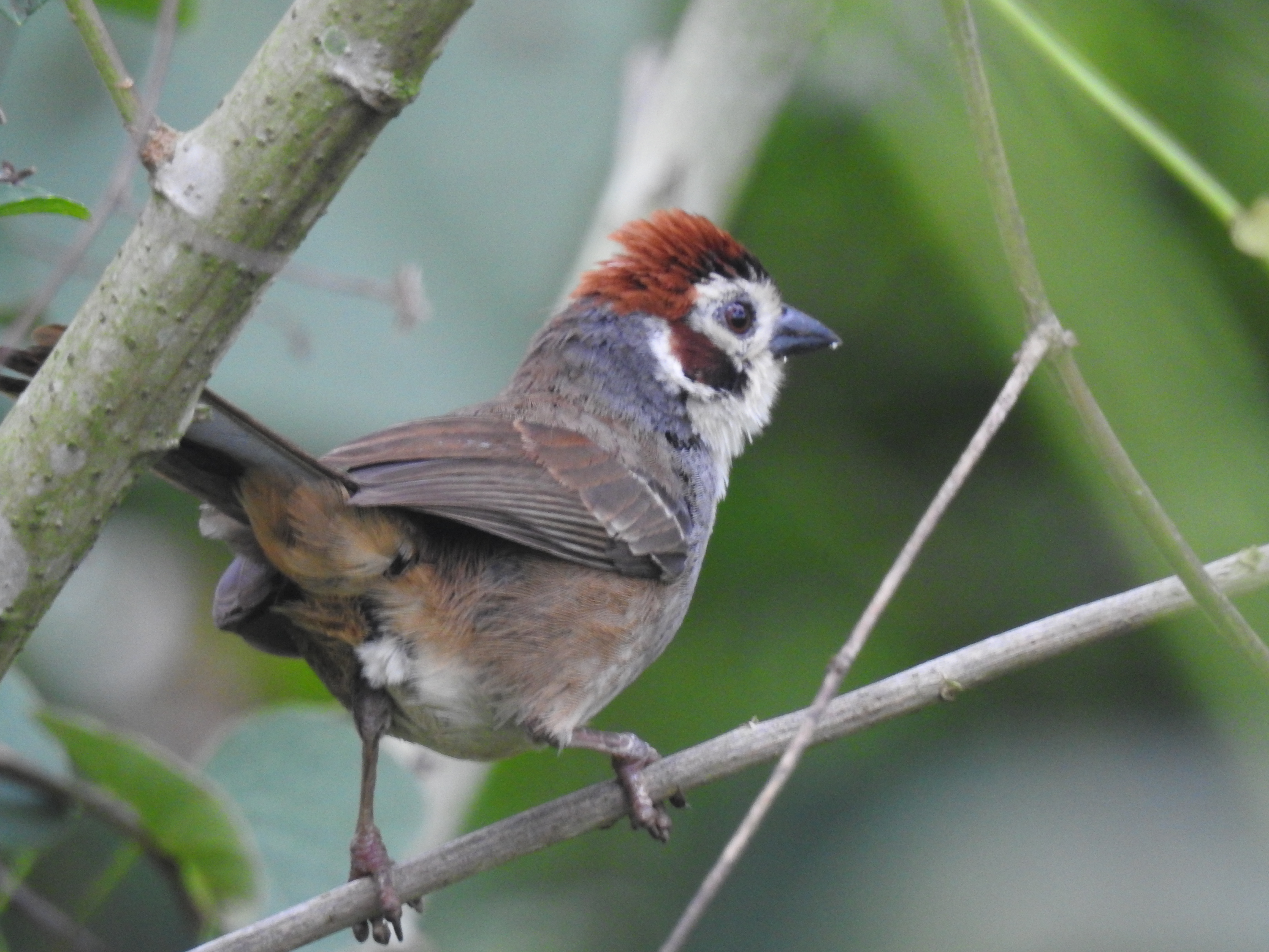 White-faced Ground-Sparrow