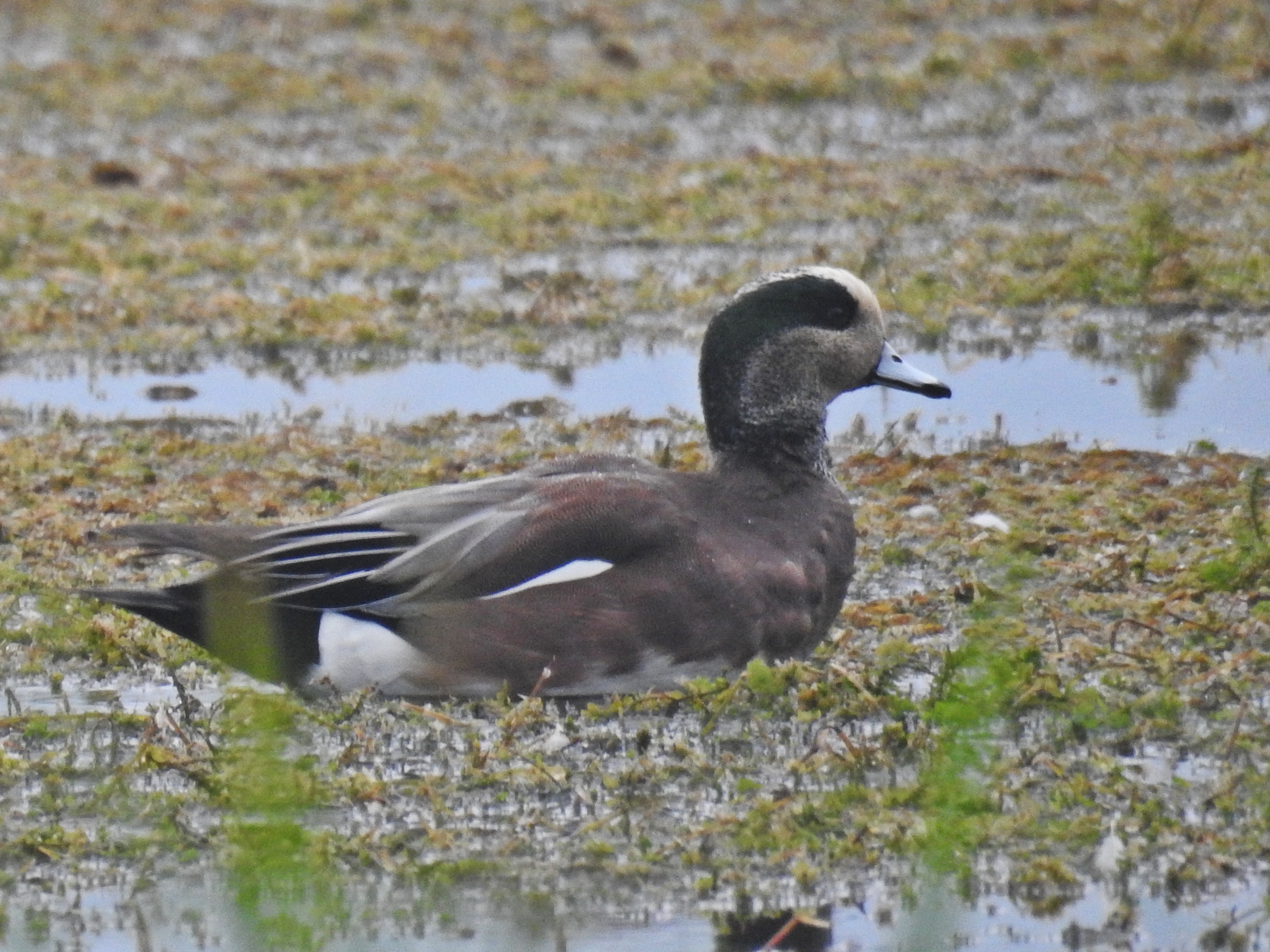 American Wigeon