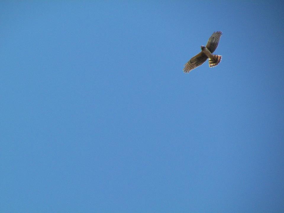 Northern Harrier