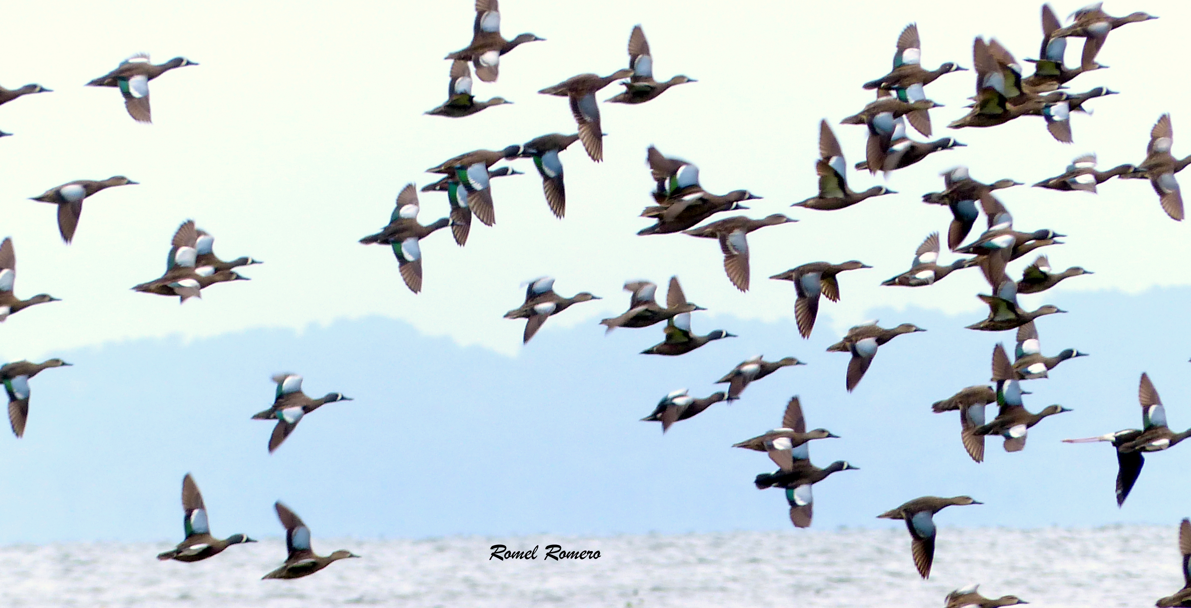 Parvada de Blue-winged Teal