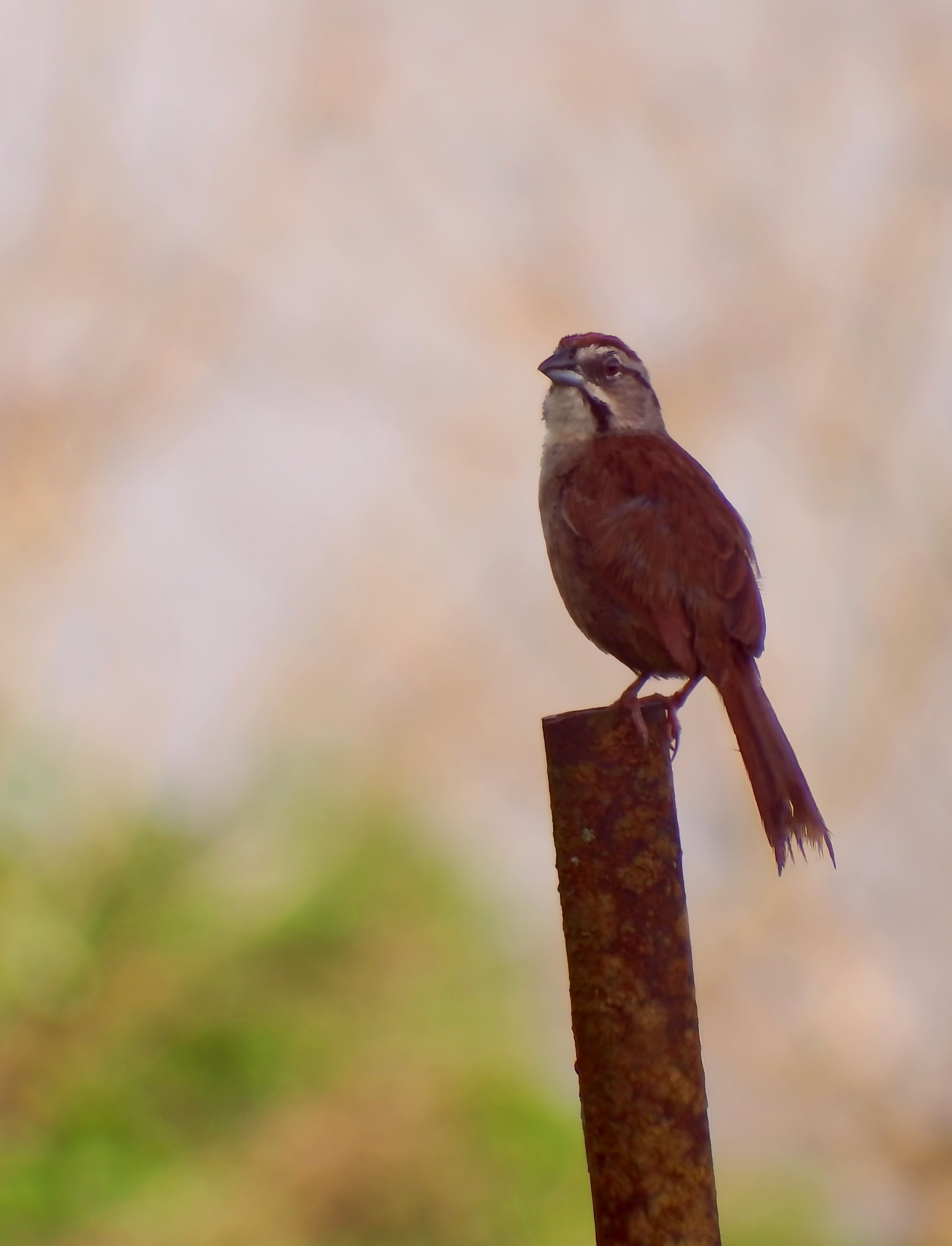 Rusty Sparrow 3