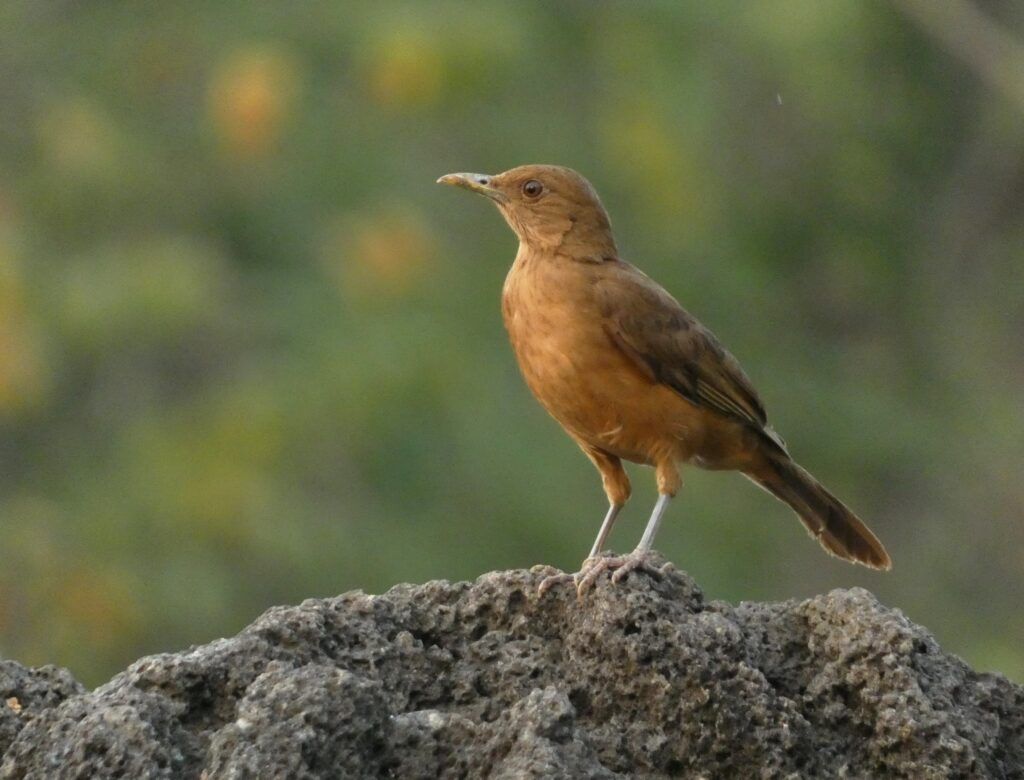 Clay-colored Thrush por Mattis Pagany
