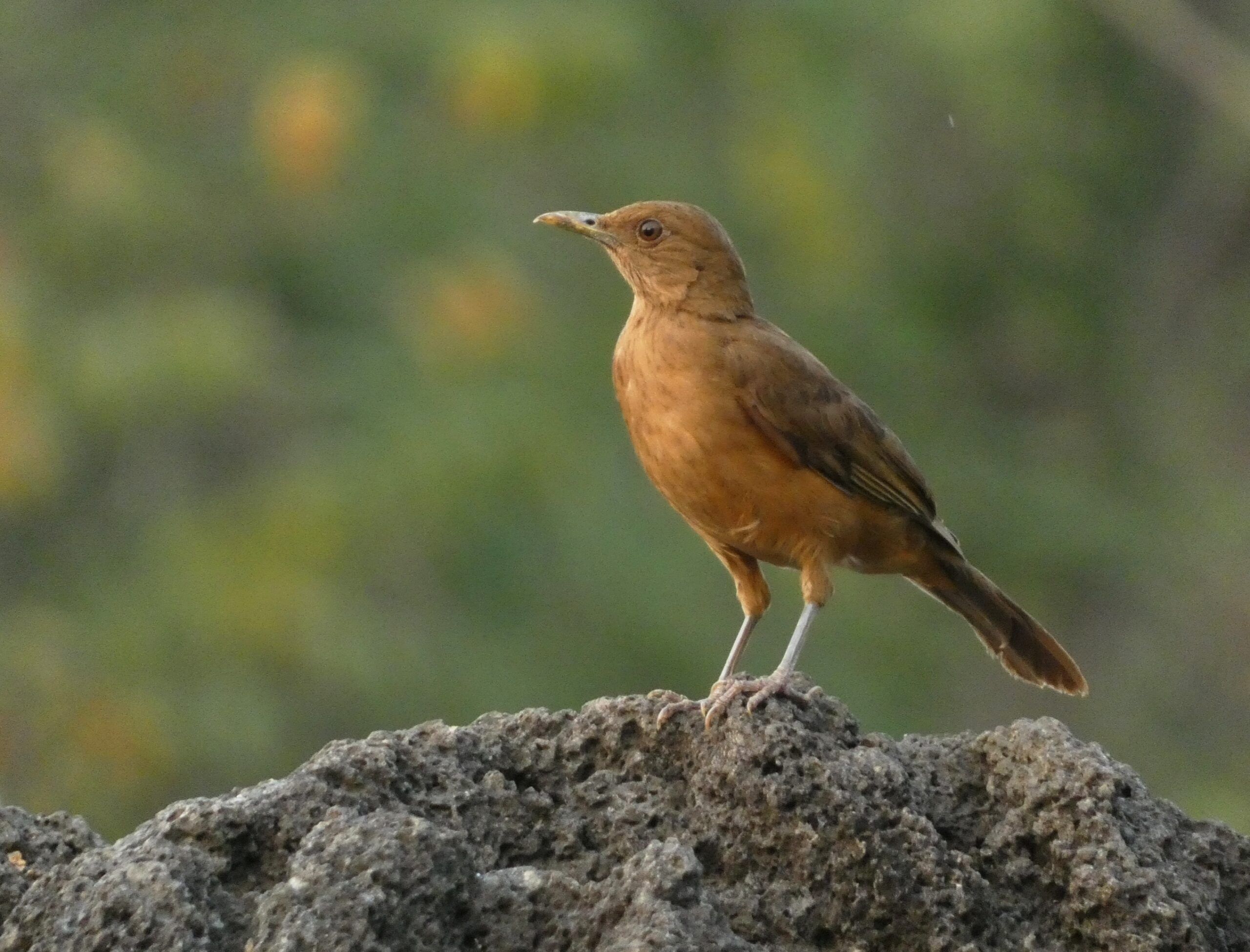 Clay-colored Thrush por Mattis Pagany