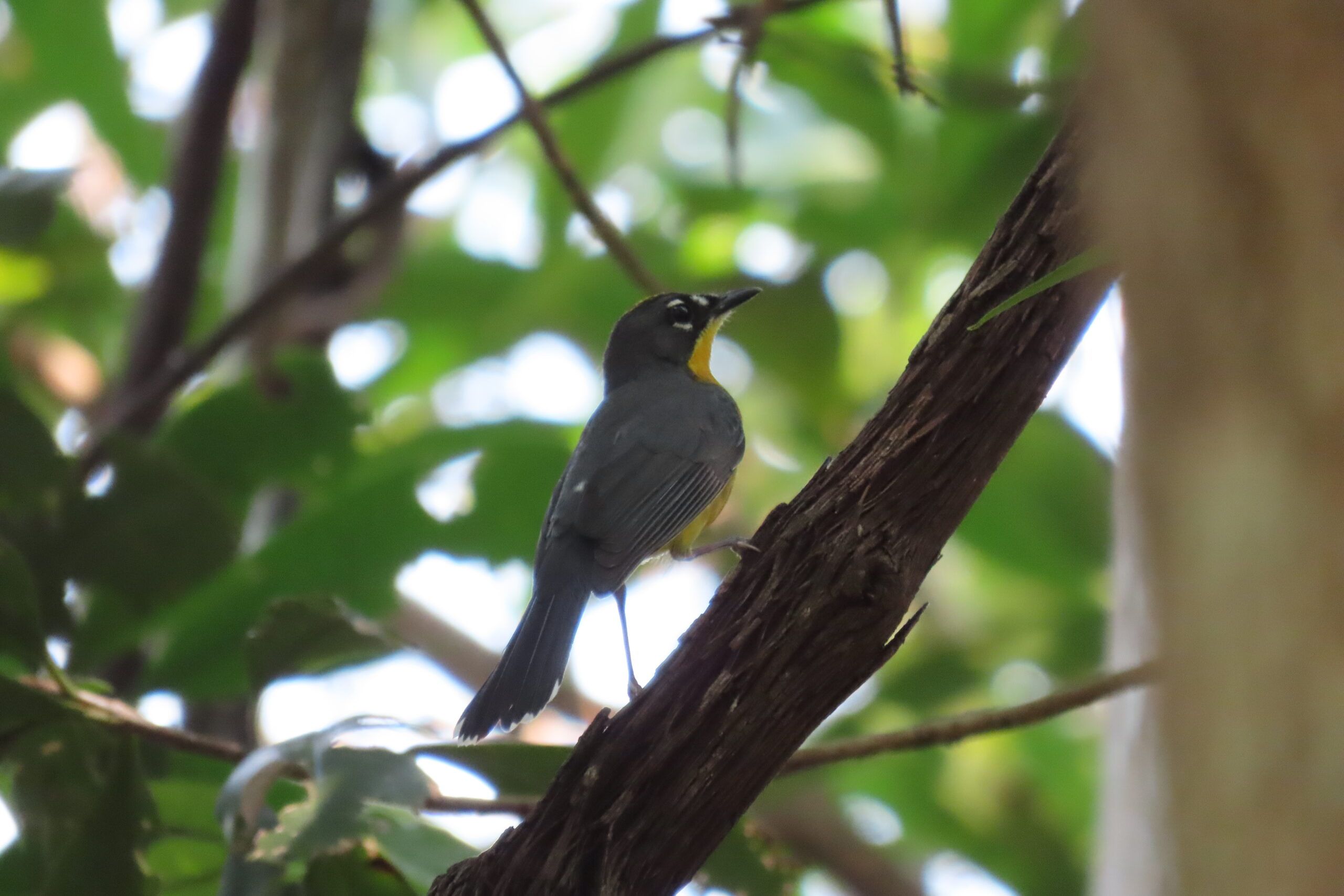 La gira al Santuario Bosque Santa Cruz se enfoc en las aves del