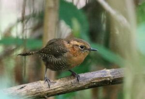 El Rufous-browed Wren (Troglodytes rufociliatus). Foto por Oliver Komar.