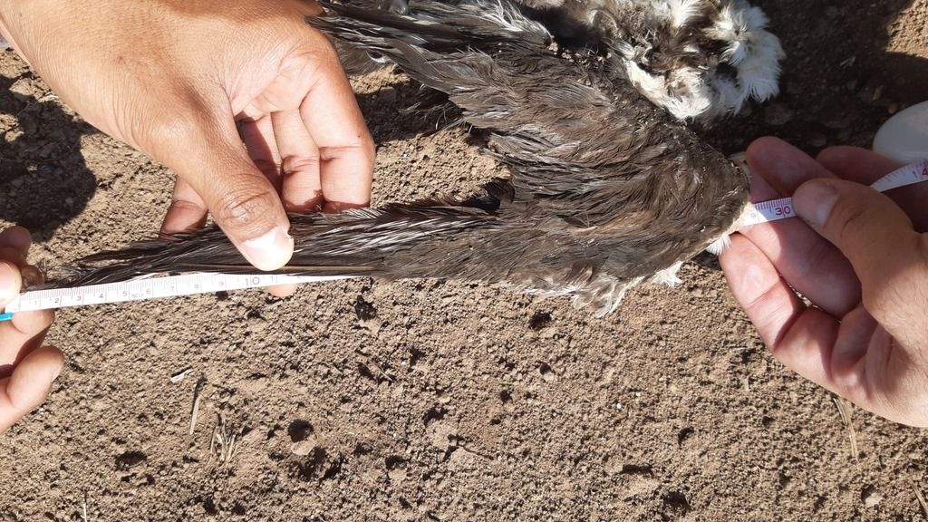 ave muerta. Sooty Tern. (Onychoprion fuscatus) Foto Oliver Komar