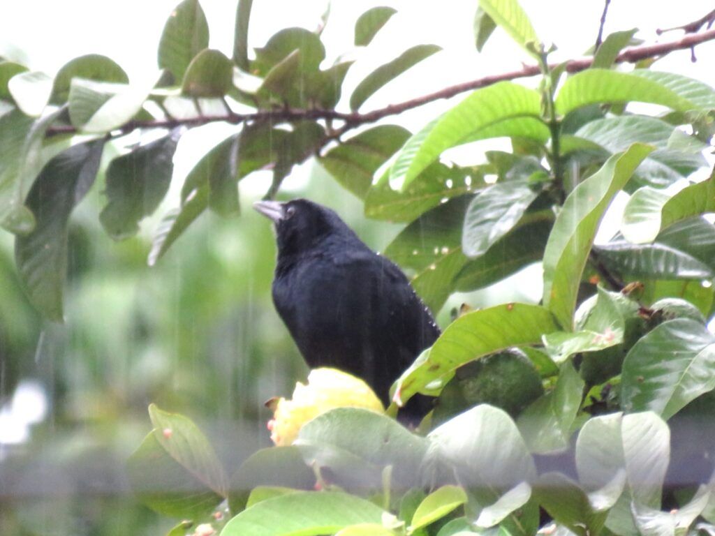 Melodius blackbird / Guachir (Dives dives) pasando una llovizna. Foto: Ingrid Chávez.