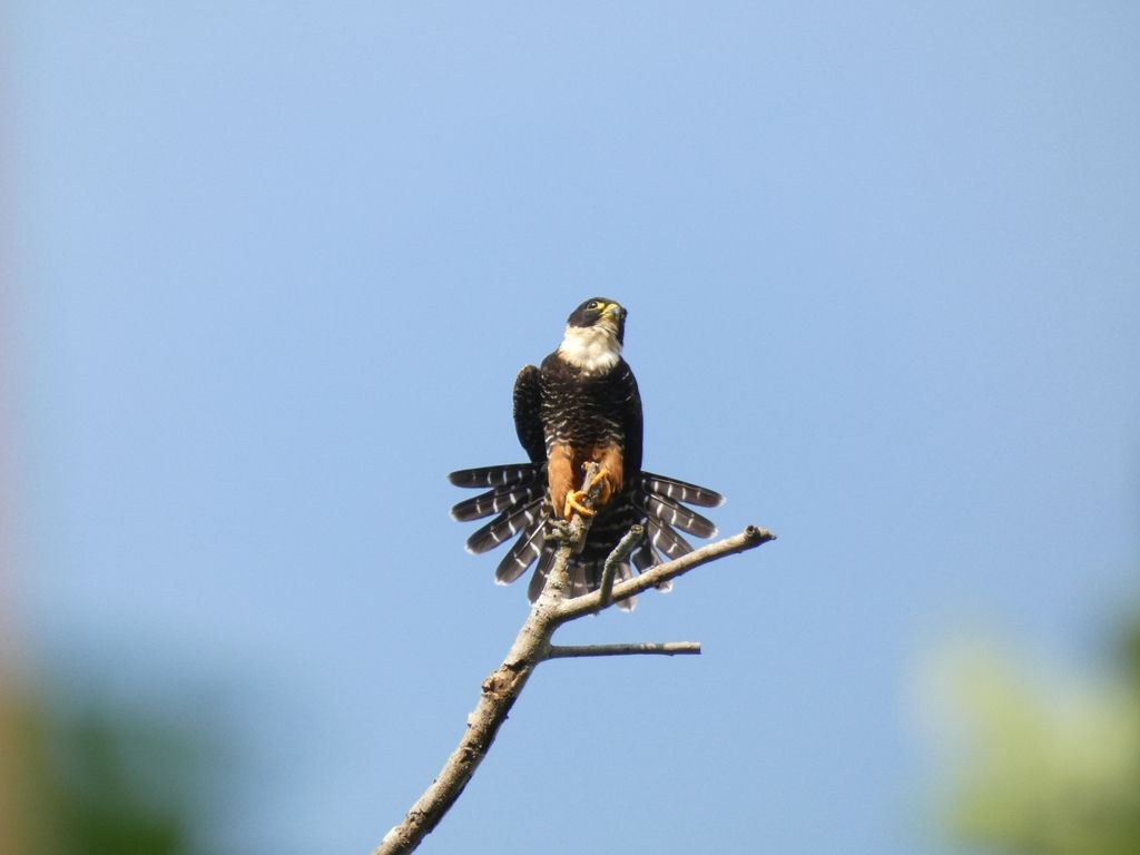 Bat Falcon perchado en rama seca