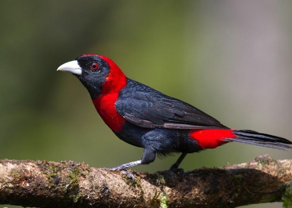 Tanagra Collar Rojo - Ave emblema de Bioparque Paradise.