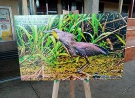 Primer concurso escolar de dibujo “Aves de Omoa 2025”