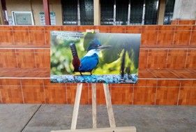 Primer concurso escolar de dibujo “Aves de Omoa 2025”