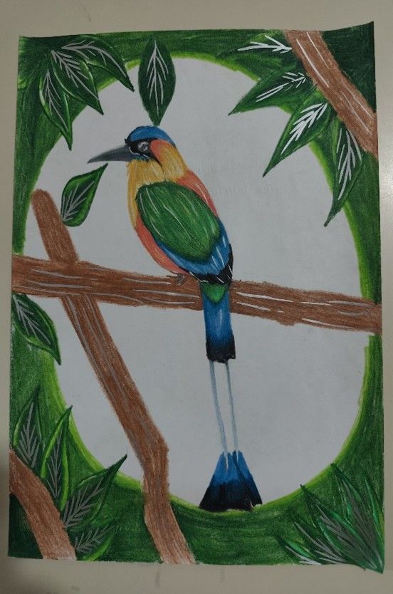 Primer concurso escolar de dibujo “Aves de Omoa 2025”
