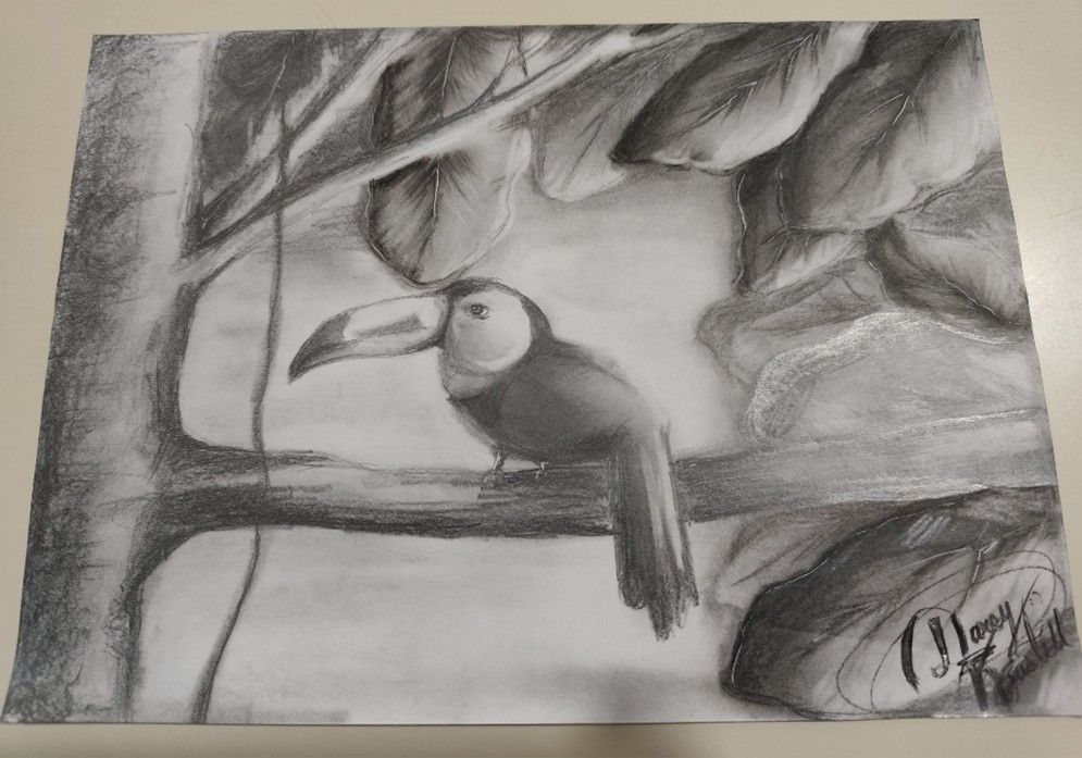 Primer concurso escolar de dibujo “Aves de Omoa 2025”