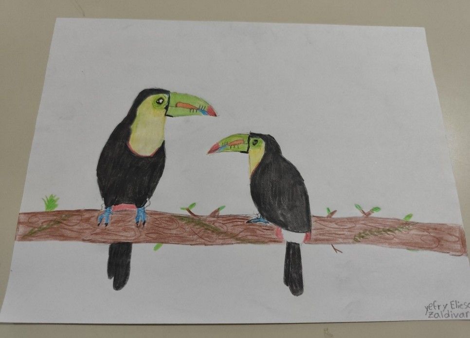 Primer concurso escolar de dibujo “Aves de Omoa 2025”