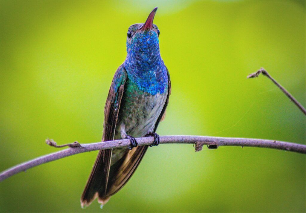 Colibrí por Marvin Paz