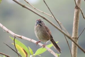 Rusty Sparrow