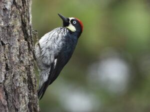 CARPINTERO DE ROBLEDAL por Isis Castro