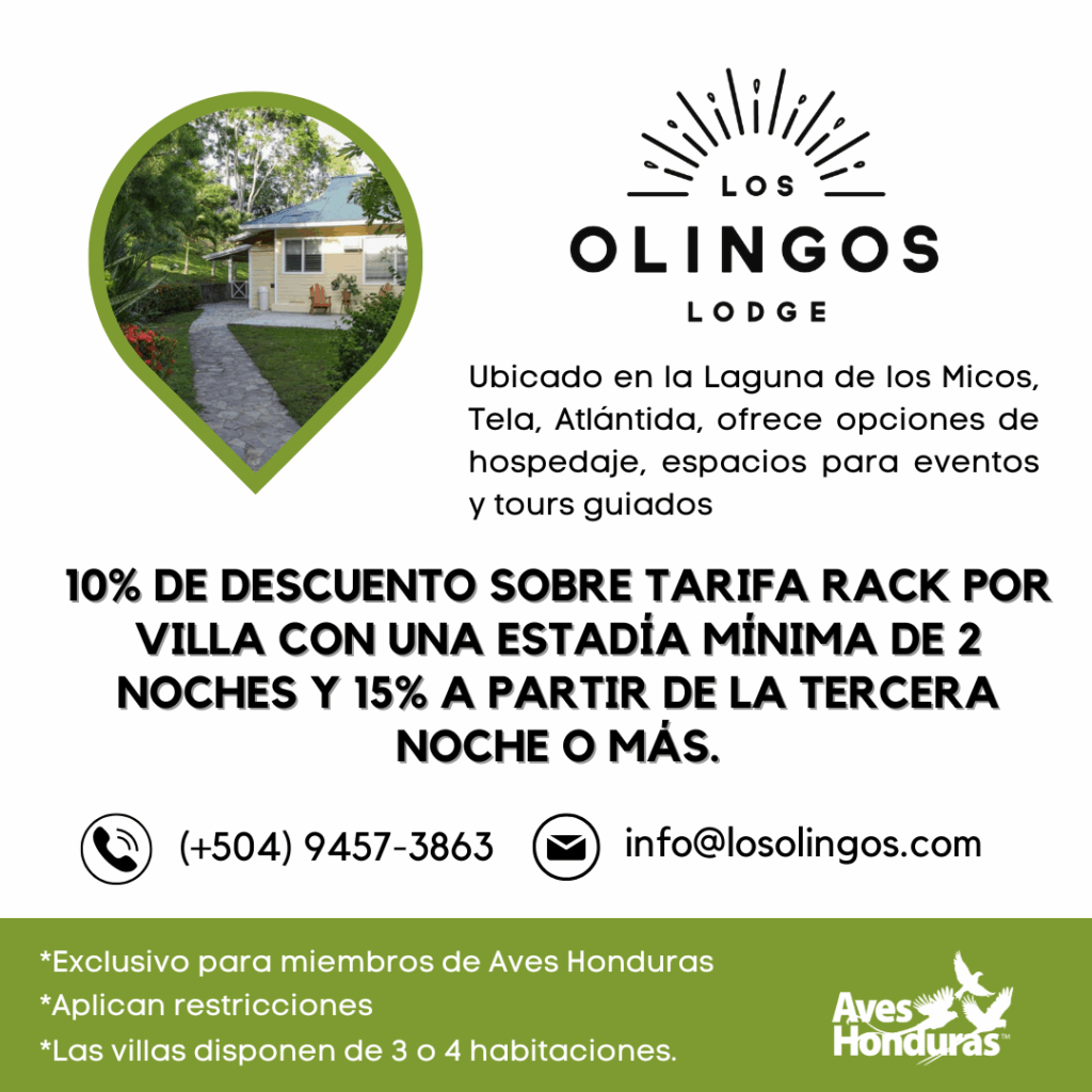 Descuento Los Olingos Lodge