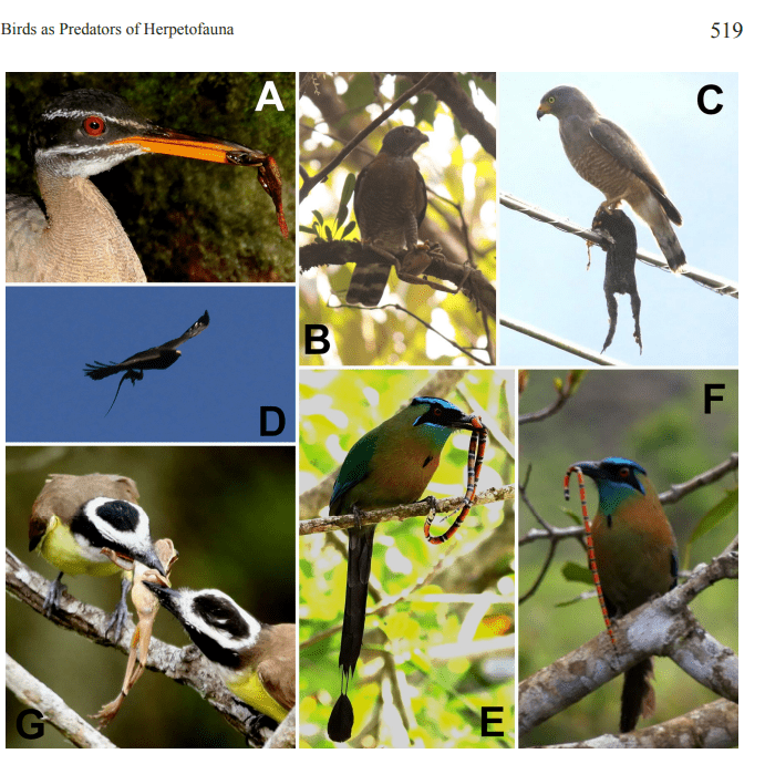 Depredadoras de herpetofauna