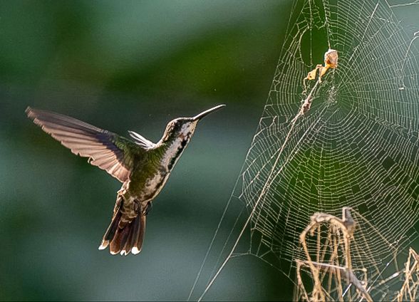 Colibrí Green-breasted Mango