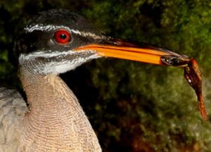 Eurypyga helias depredando a Lithobates warszewitschii.