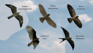 Alzacuanes, Fotografías por: John van Dort