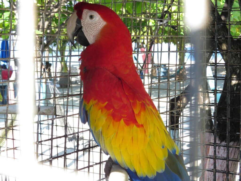 Guacamaya roja (Ara macao), especie en riesgo, enjaulada. Este ejemplar privado de libertad dentro de una jaula ve limitada su capacidad de volar y comportarse de manera natural, recordándonos las amenazas que enfrentan estas aves por el cautiverio y el tráfico ilegal. Foto: Oliver Komar.