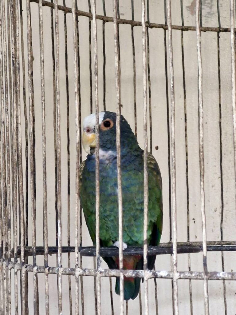 Loro senil (Pionus senilis) en cautiverio, con una expresión de tristeza e impotencia ante los efectos del encierro. Foto: Kendy Doblado.