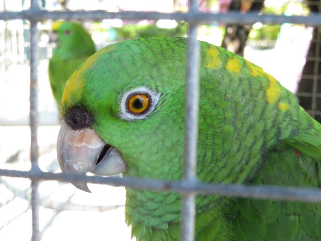Amazona auropalliata Foto: Oliver Komar.