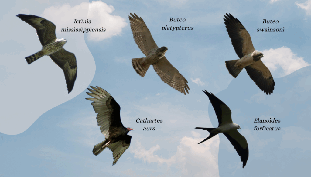 Alzacuanes, Fotografías por: John van Dort
