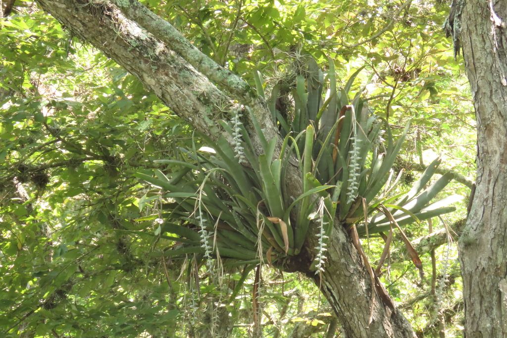 Billbergia pallidiflora