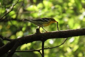 Chipe Garganta Anaranjada (Blackburnian Warbler) alimentándose en el dosel. Fotografía cortesía de Oliver Komar.