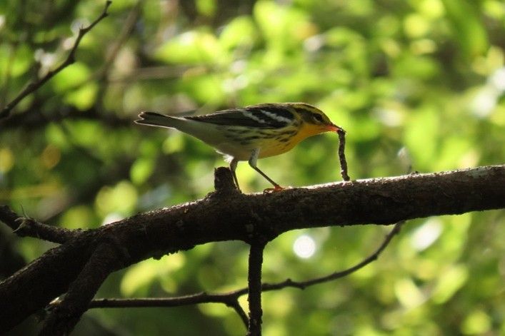 Chipe Garganta Anaranjada (Blackburnian Warbler) alimentándose en el dosel. Fotografía cortesía de Oliver Komar.