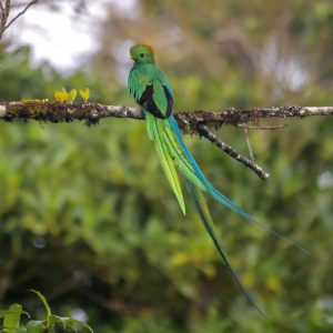 Enrique Mejía_Himantopus mexicanu