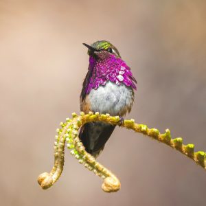 Colibrí Garganta Vino