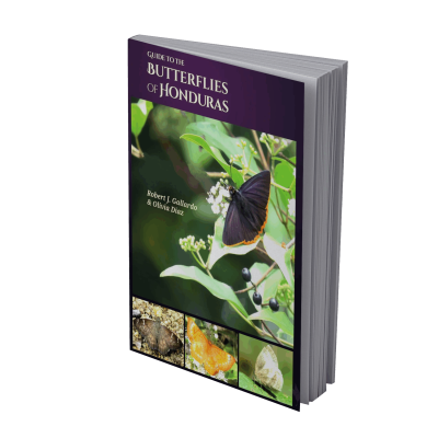 Libro Guía de Mariposas Gallardo