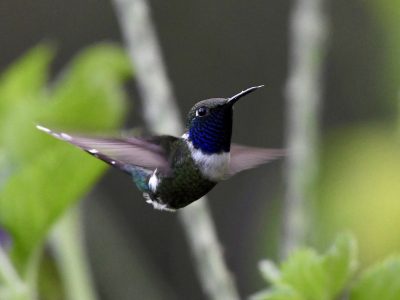 Sparkling-tailed-Hummingbird-Tilmatura-dupontii-William-Orellana-Hummingbird-Garden-Celaque-Lempira-20-oct-18