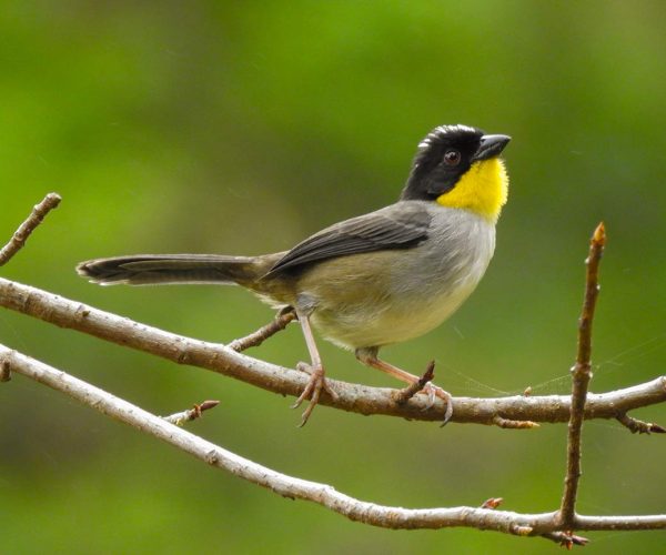©Atlapetes albinucha (White-naped Brushfinch) Isis Castro